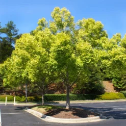 Lacebark Chinese Elm Tree 12 Lacebark Chinese Elm Tree -Perennials Shop Lacebark Chinese Elm 5 FGT