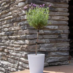 Lavender Standard Topiary Tree -Perennials Shop Lavender Trees 2