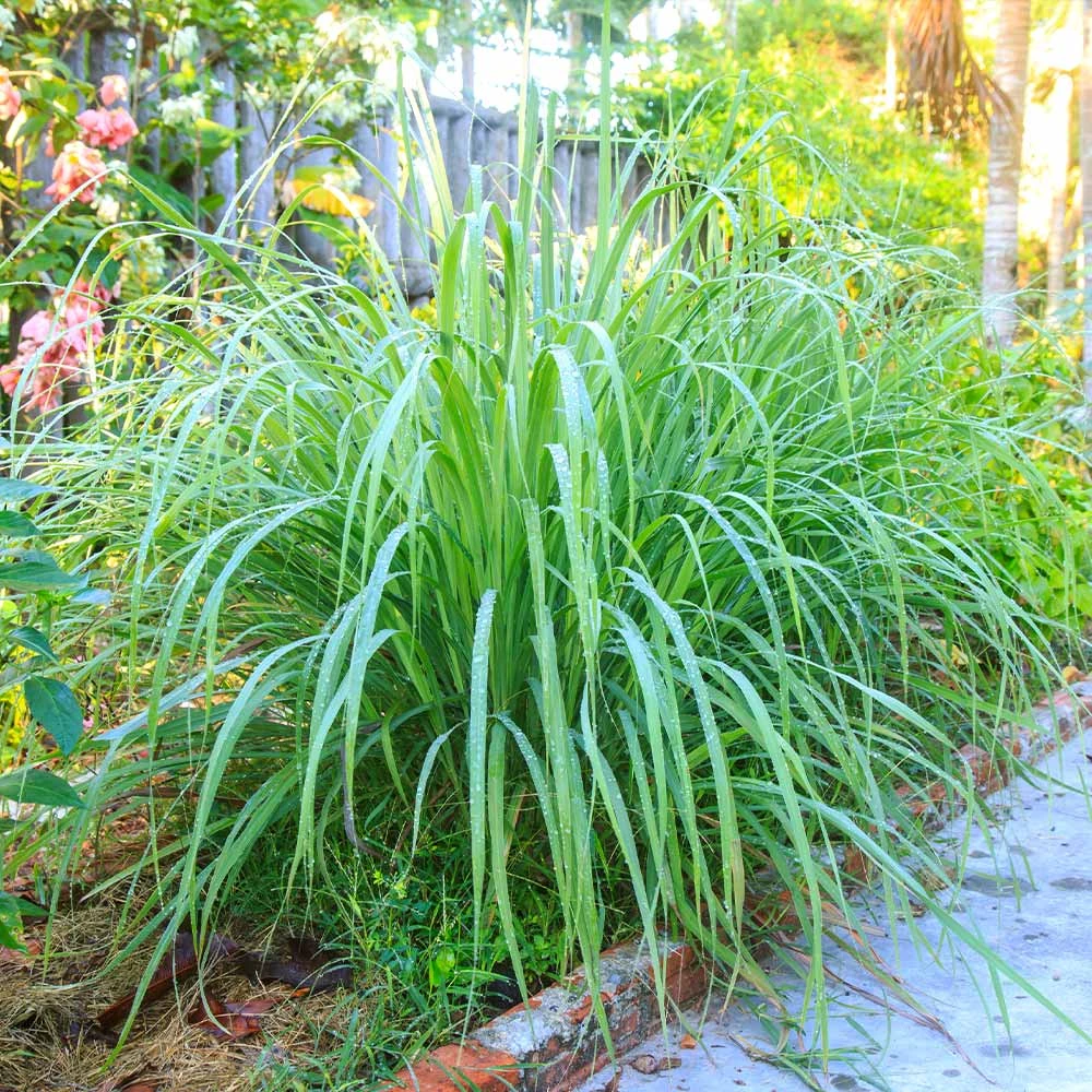 Lemon Grass Plant (Cymbopogon Citratus) 2 Lemon Grass Plant (Cymbopogon Citratus) - Image 2