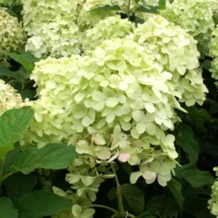 Limelight Hydrangea Shrub -Perennials Shop Limelight Hydrangea 2 FGT