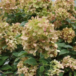 Limelight Hydrangea Shrub -Perennials Shop Limelight Hydrangea 3 FGT