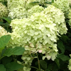 Limelight Hydrangea Tree -Perennials Shop Limelight Hydrangea Tree 4 FGT