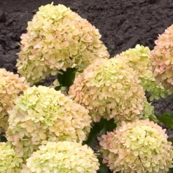 Little Lime® Hydrangea Shrub -Perennials Shop Little Lime Hydrangea 2 FGT