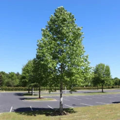 Tulip Poplar 'Little Volunteer' 9 Tulip Poplar 'Little Volunteer' -Perennials Shop Little Volunteer Poplar 1