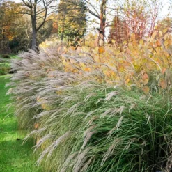 Little Kitten Maiden Grass -Perennials Shop Little kitten Madien Grass 1