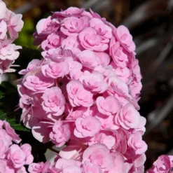 Love Hydrangea 5 Love Hydrangea -Perennials Shop Love Hydrangea 2 FGT