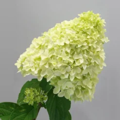 Magical® Candle Hydrangea Shrub 7 Magical® Candle Hydrangea Shrub -Perennials Shop Magical Candle 2