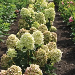 Magical® Candle Hydrangea Shrub 6 Magical® Candle Hydrangea Shrub -Perennials Shop Magical Candle 3