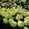 Magical® Candle Hydrangea Shrub