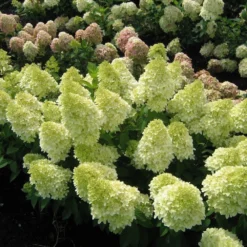 MagicalĀ® Candle Hydrangea Shrub
