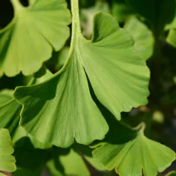Ginkgo Biloba 'Mariken' Tree 11 Ginkgo Biloba 'Mariken' Tree -Perennials Shop Mairken Ginkgo 4 FGT