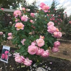 Marc Chagall™ Rose -Perennials Shop Marc Chagall