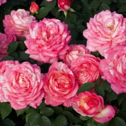 Marc Chagall™ Rose Tree -Perennials Shop Marc Chagall Standard 3