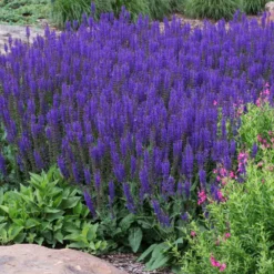 May Night Salvia -Perennials Shop May Night Salvia sage 2 FGT