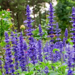 May Night Salvia -Perennials Shop May Night Salvia sage 4