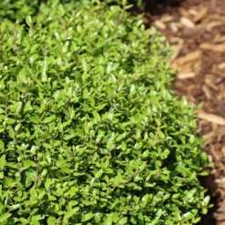 Micron® Holly Shrub 7 Micron® Holly Shrub -Perennials Shop Micron Holly 4 FGT