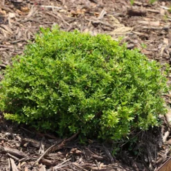 Micron® Holly Shrub 9 Micron® Holly Shrub -Perennials Shop Micron Holly 8 FGT