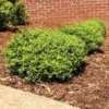 Micron® Holly Shrub