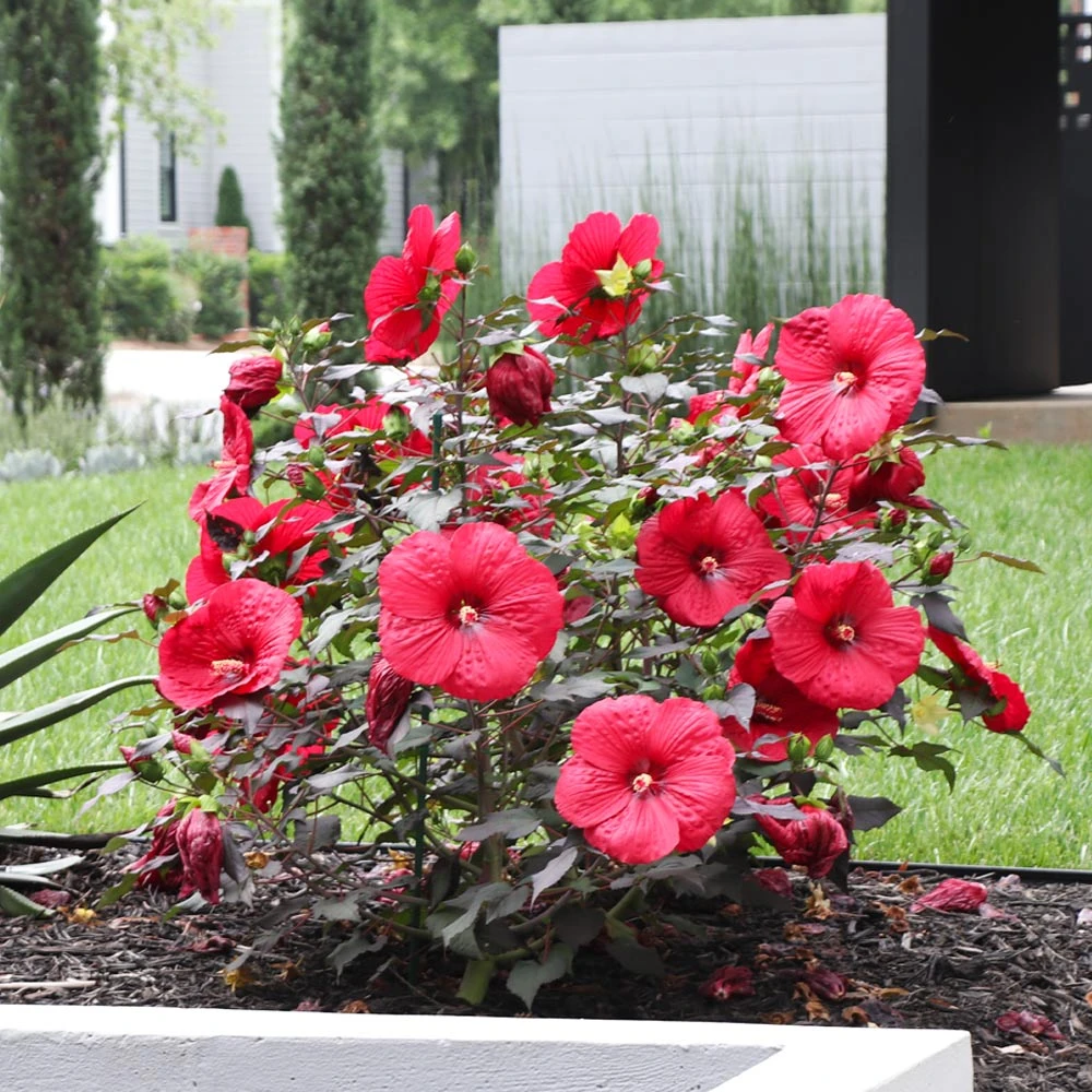 Midnight Marvel Hardy Hibiscus 2 Midnight Marvel Hardy Hibiscus - Image 2