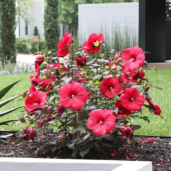 Midnight Marvel Hardy Hibiscus 1 Midnight Marvel Hardy Hibiscus