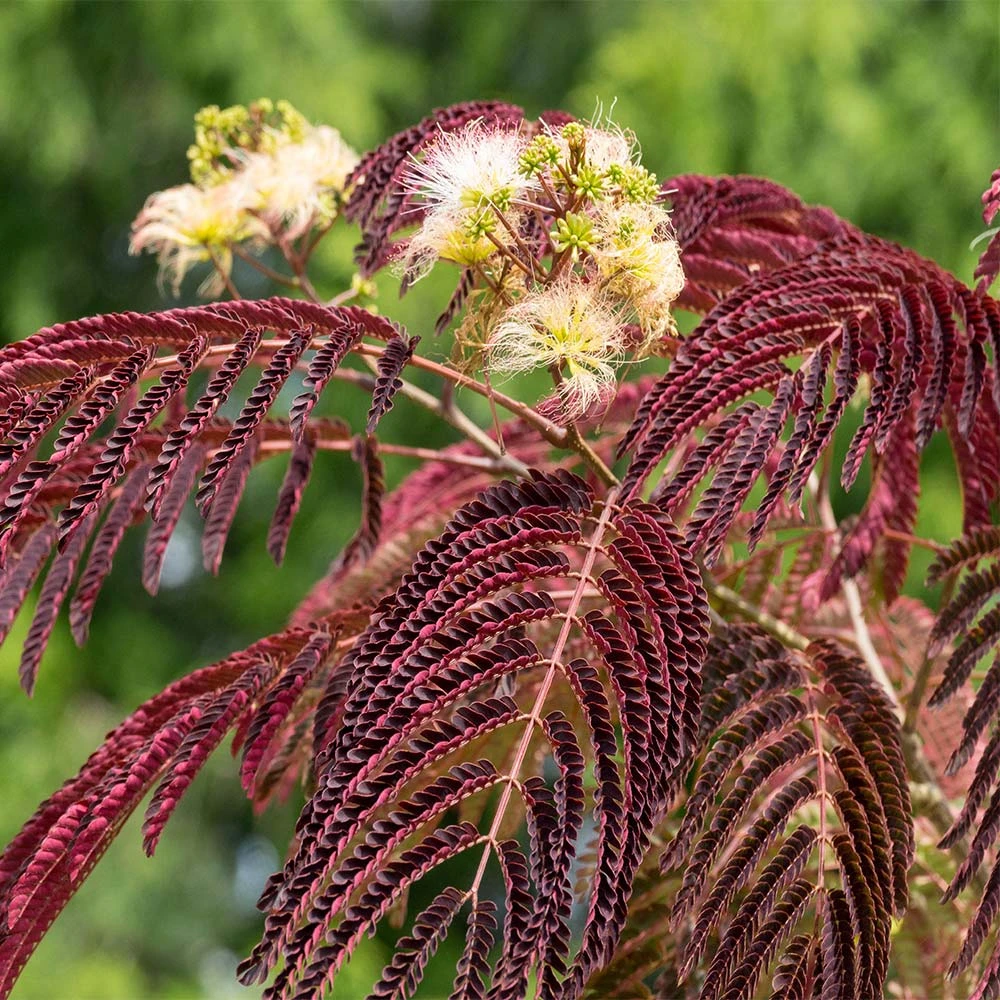 Chocolate Fountain™ Weeping Mimosa 2 Chocolate Fountain™ Weeping Mimosa - Image 2