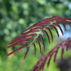 Chocolate Fountain™ Weeping Mimosa 5 Chocolate Fountain™ Weeping Mimosa -Perennials Shop Mimosa Chocolate Weeping 2