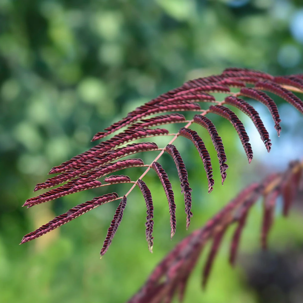 Chocolate Fountain™ Weeping Mimosa 3 Chocolate Fountain™ Weeping Mimosa - Image 3