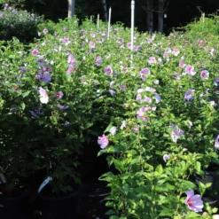 Minerva Rose Of Sharon Althea Shrub -Perennials Shop Minerva Rose of Sharon 1