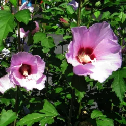 Minerva Rose Of Sharon Althea Shrub -Perennials Shop Minerva Rose of Sharon 2