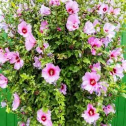 Minerva Rose Of Sharon Althea Shrub -Perennials Shop Minerva Rose of Sharon 3