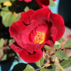 Miracle On The Hudson™ Rose 7 Miracle On The Hudson™ Rose -Perennials Shop Miracle on the Hudson 1 FGT