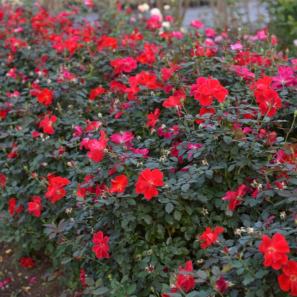 Miracle On The Hudson™ Rose 5 Miracle On The Hudson™ Rose - Image 5