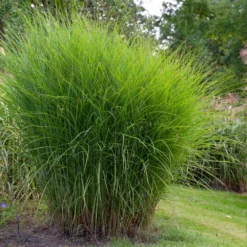 Miscanthus Gracillimus (Maiden Grass) -Perennials Shop Miscanthus Gracillimus Maiden Grass 1