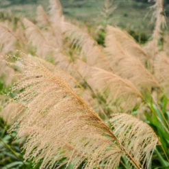 Miscanthus Gracillimus (Maiden Grass) -Perennials Shop Miscanthus Gracillimus Maiden Grass 2 FGT