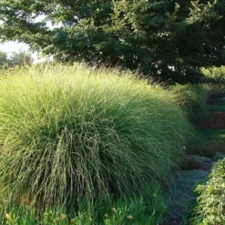Miscanthus Gracillimus (Maiden Grass) -Perennials Shop Miscanthus Gracillimus Maiden Grass 6