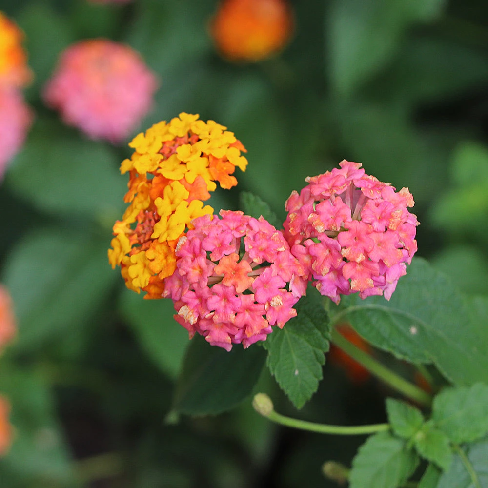 Miss Huff Lantana 1 Miss Huff Lantana