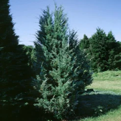 Moonglow Juniper 7 Moonglow Juniper -Perennials Shop Moonglow Juniper 1 BB
