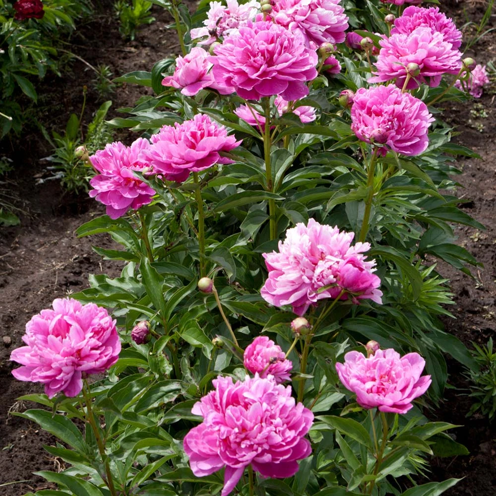 Mr. Ed Peony 3 Mr. Ed Peony - Image 3