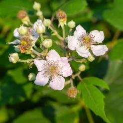 Navaho Blackberry -Perennials Shop Navaho Blackberry 1