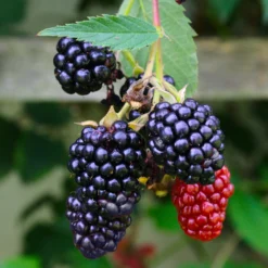 Navaho Blackberry -Perennials Shop Navaho Blackberry 5
