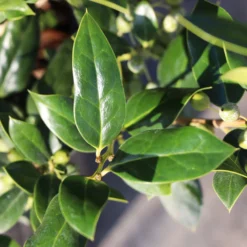 Needlepoint Holly -Perennials Shop Needlepoint Holly 3