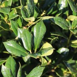 Needlepoint Holly -Perennials Shop Needlepoint Holly 4