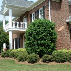 Nellie Stevens Holly 11 Nellie Stevens Holly -Perennials Shop Nellie Stevens Holly 4 FGT