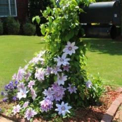 Nelly Moser Clematis Vine 7 Nelly Moser Clematis Vine -Perennials Shop Nely Moser Clematis 3