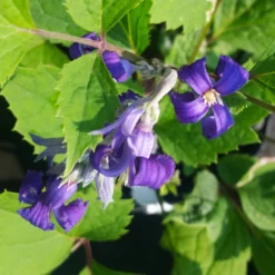 New Love Clematis Shrub 11 New Love Clematis Shrub -Perennials Shop New Love clematis 1