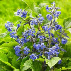 New Love Clematis Shrub 9 New Love Clematis Shrub -Perennials Shop New Love clematis 3