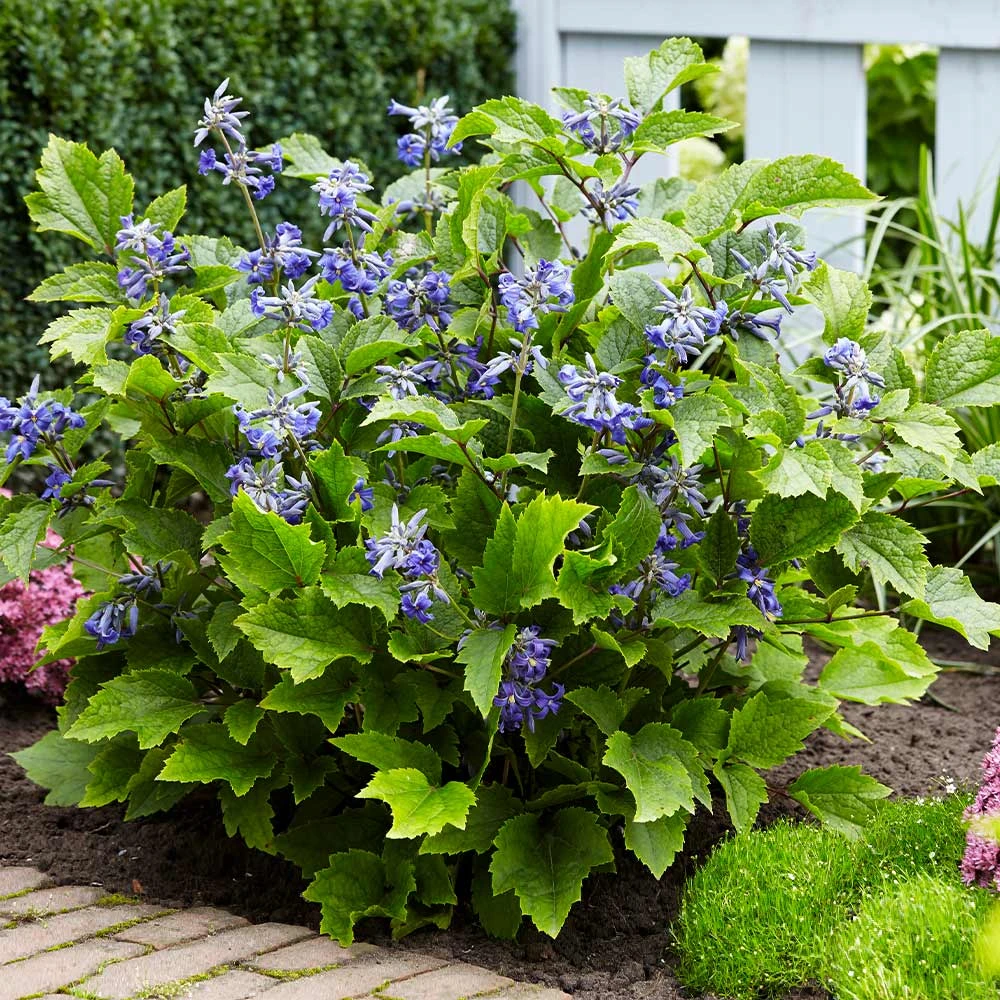 New Love Clematis Shrub 2 New Love Clematis Shrub - Image 2