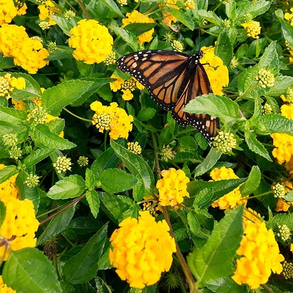 New Gold Lantana 1 New Gold Lantana