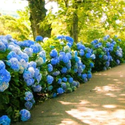 Nikko Blue Hydrangea 6 Nikko Blue Hydrangea -Perennials Shop Nikko Blue Hydrangea 1 FGT