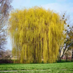 Niobe Golden Weeping Willow 6 Niobe Golden Weeping Willow -Perennials Shop Niobe weeping willow 1
